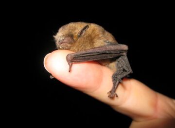 Pipistrellus>