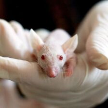 Potenciálny nepriaznivý účinok mikrovlnného žiarenia 2,45 GHz na semenníky prenatálne exponovaných peripubertálnych samcov potkanov