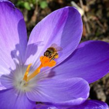 Vliv záření používaného v mobilních telefonech na včely