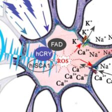 Magnetorecepcia potvrdzuje EHS