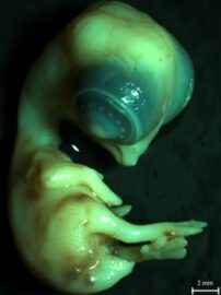 chicken_embryo>