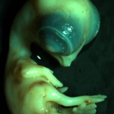 Vplyv Wi-Fi na kuracie embryo