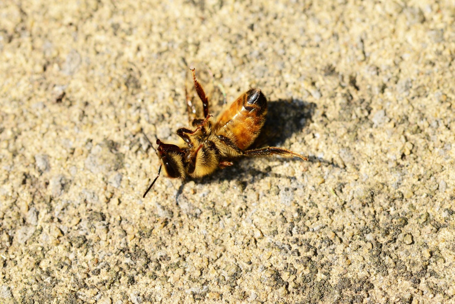 dead-bee-small