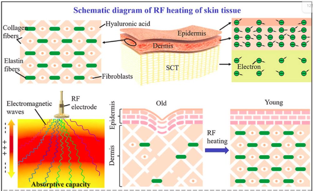 dermis