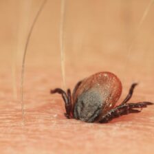 900 MHz a nervové modulátory kliešťov